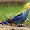 Pale-headed Rosella