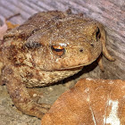 Common toad