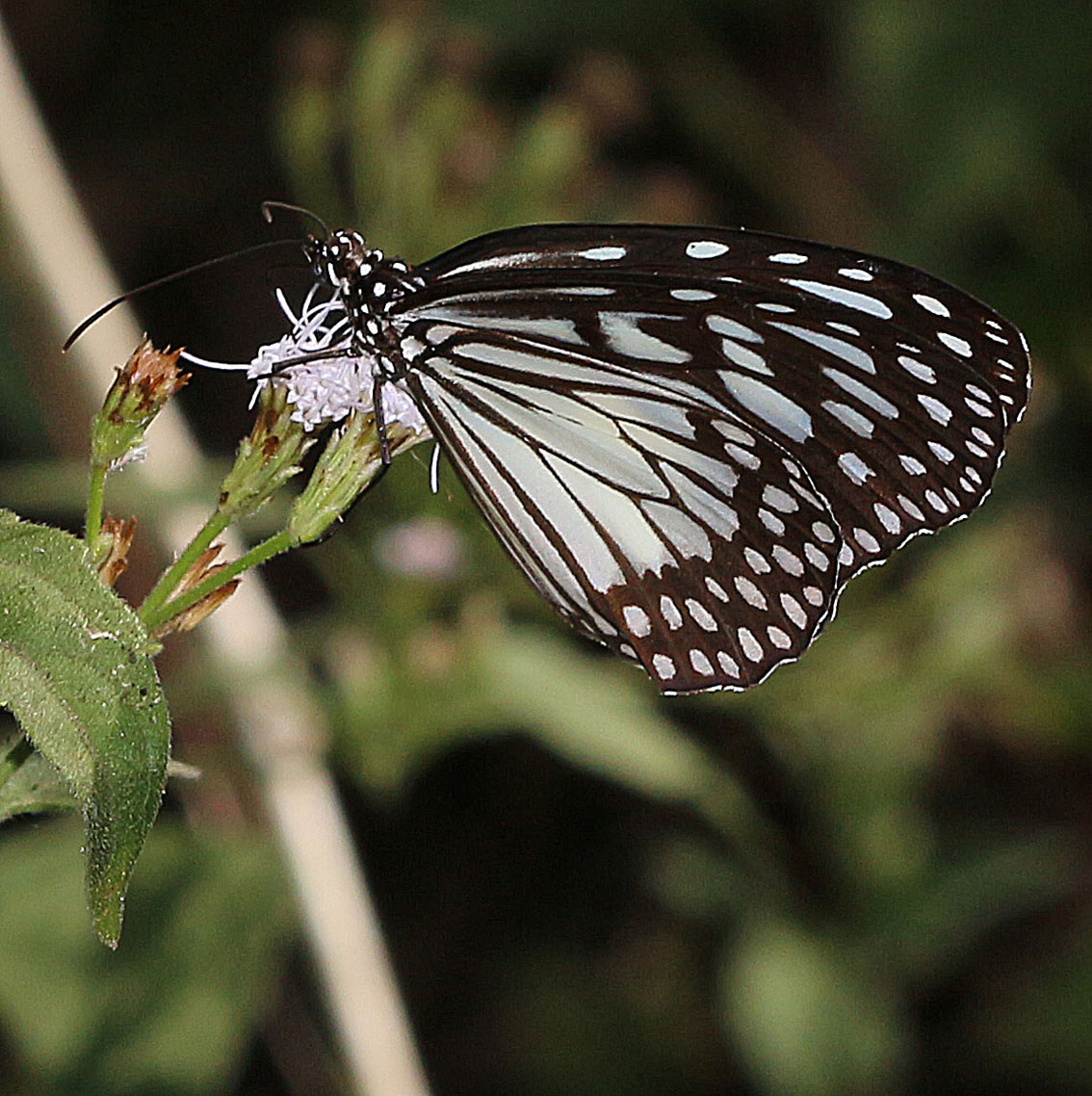 Grey Glassy Tiger