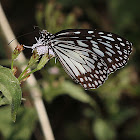 Grey Glassy Tiger