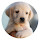 Labrador  HD Wallpaper New Tab