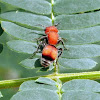 Velvet Ant