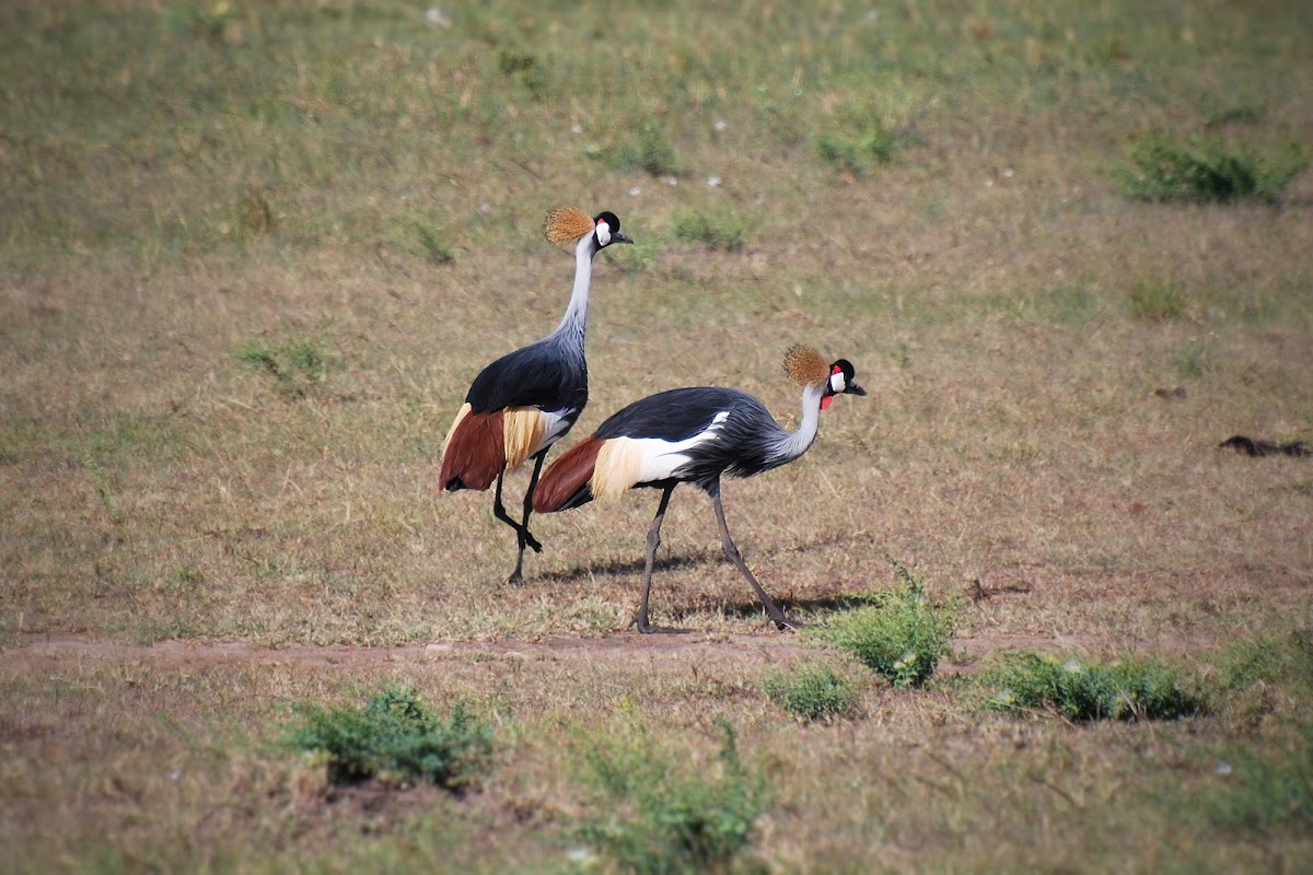 Grey-Crowned Crane