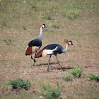 Grey-Crowned Crane