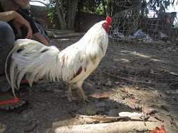 Gà cựa trống - mái vảy rồng, peru, peru lai - tổng hợp - update thường xuyên - 37