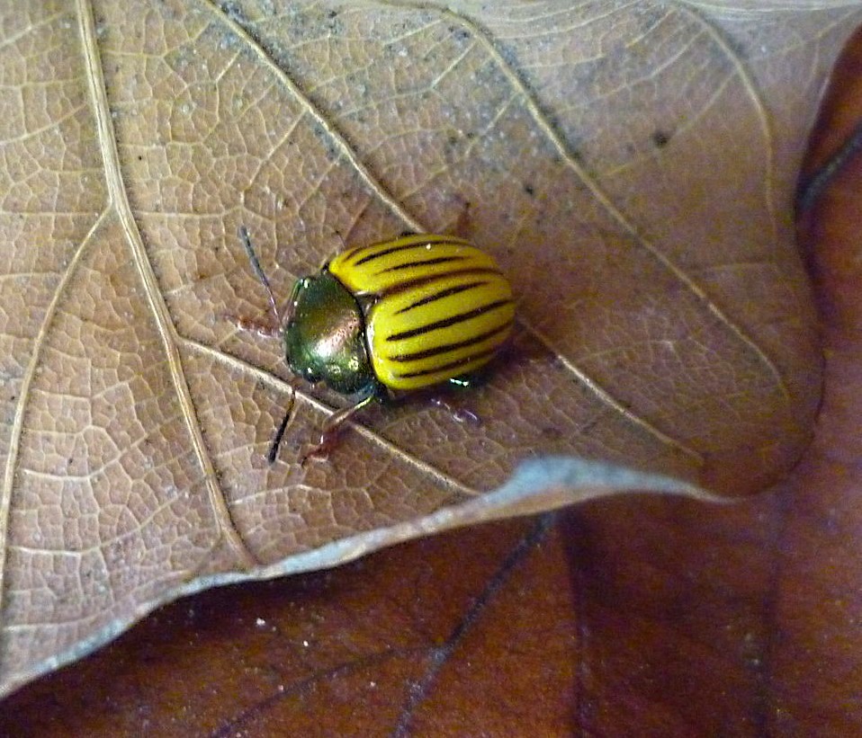 Ladybug potato