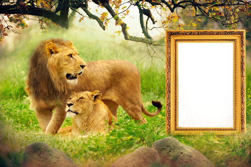 Wild Life Photo Frames