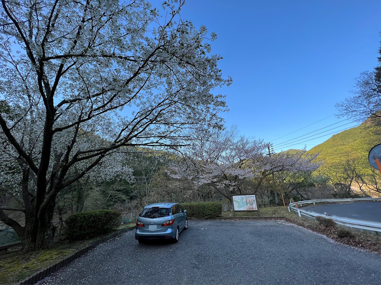 プレマシーの桜とコラボ🌸・サクラと愛車・2022さくらに関するカスタム事例の投稿画像2枚目