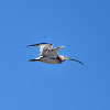 Far Eastern Curlew