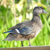 Wood Duck (aka Carolina Duck), Female