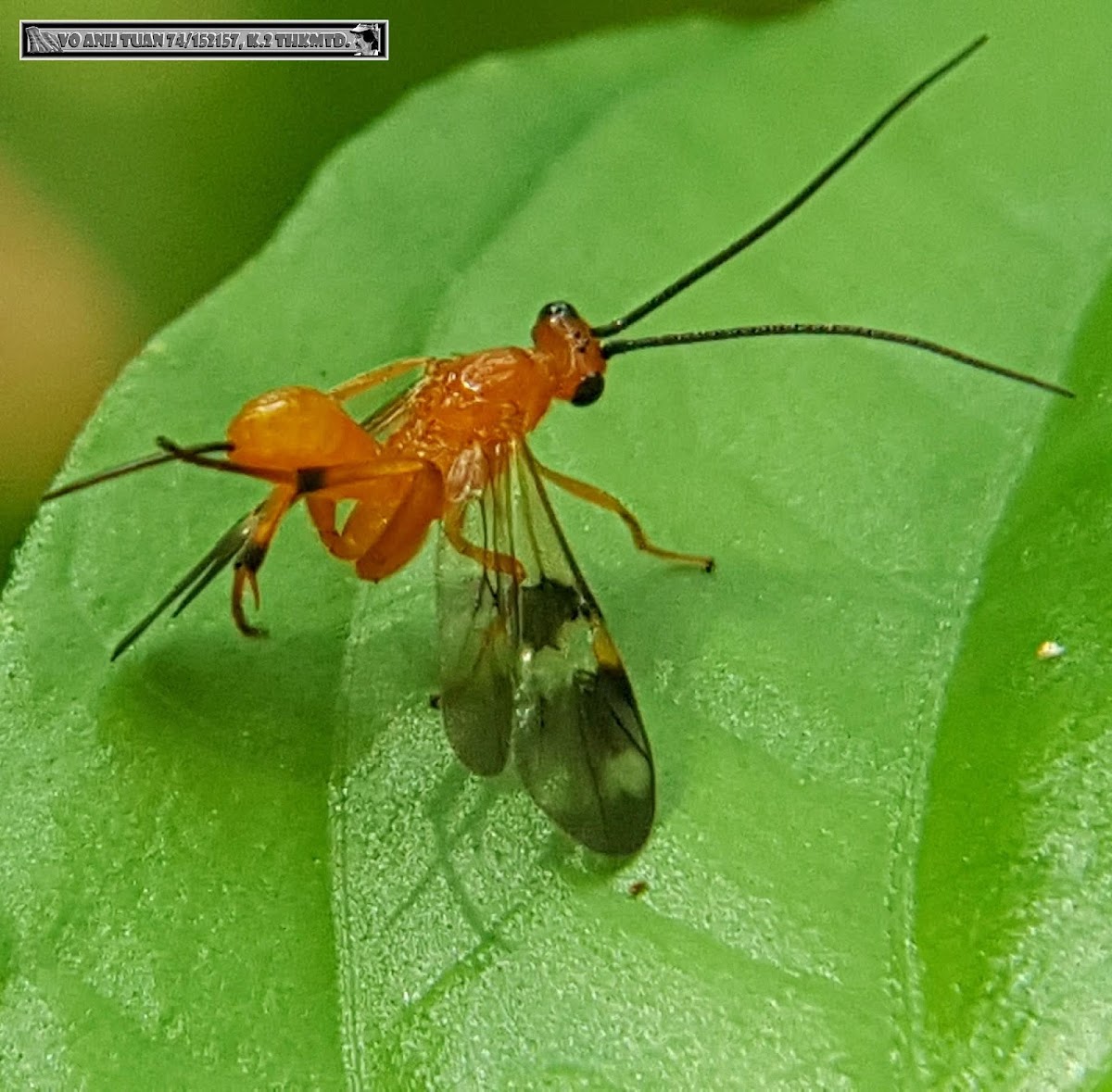 Vietnam Band-winged Orange Braconid Wasp