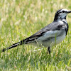 Black-Backed Wagtail