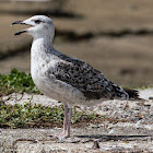 Great Black-backed Gull juvenile