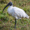 Black-headed Ibis / Oriental white ibis / Indian white ibis / black-necked ibis