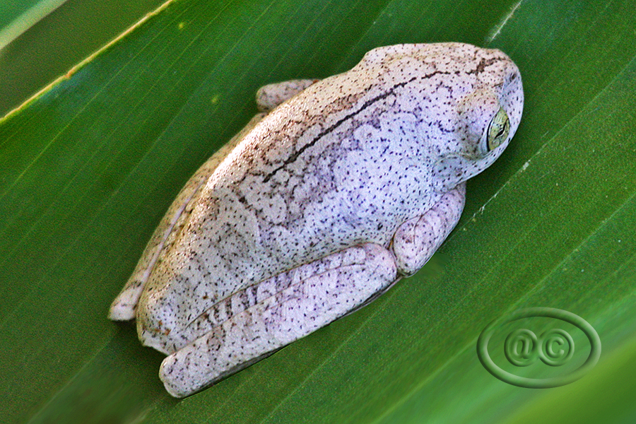 Sapo-martelo (Blacksmith tree frog)