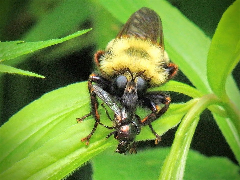 Bumble-bee-mimic robber fly with prey