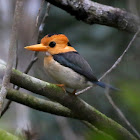 Yellow-billed Kingfisher