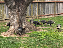 Turkey's in Sandy and Arny's backyard 