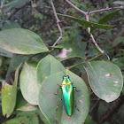 Jewel Beetle