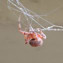 Spotted Orb Weaver