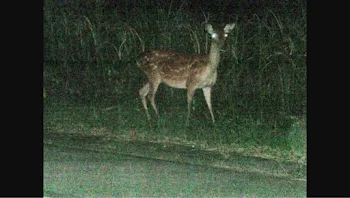 外から聞こえる悲鳴