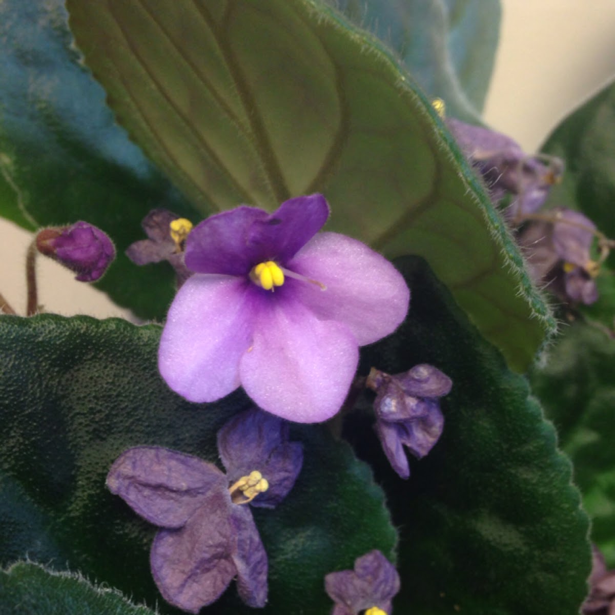 African Violet