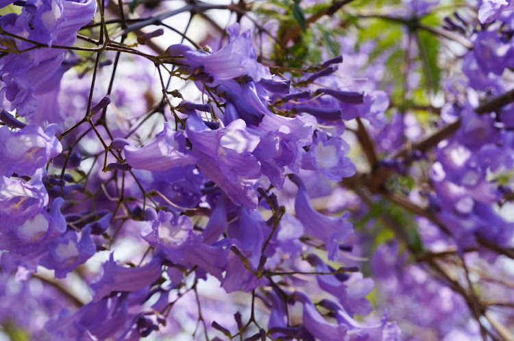 Nursery owner William Nelson is credited with lining the streets of Johannesburg with jacaranda trees.