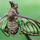 Spanish Moon Moth; Mariposa Isabelina