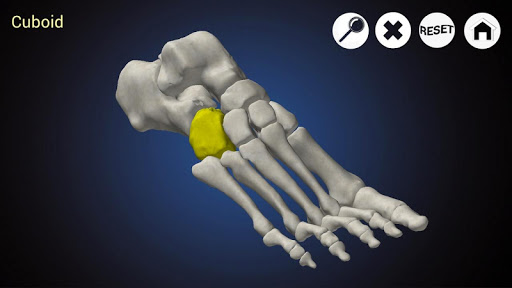 Podiatry 3D Free