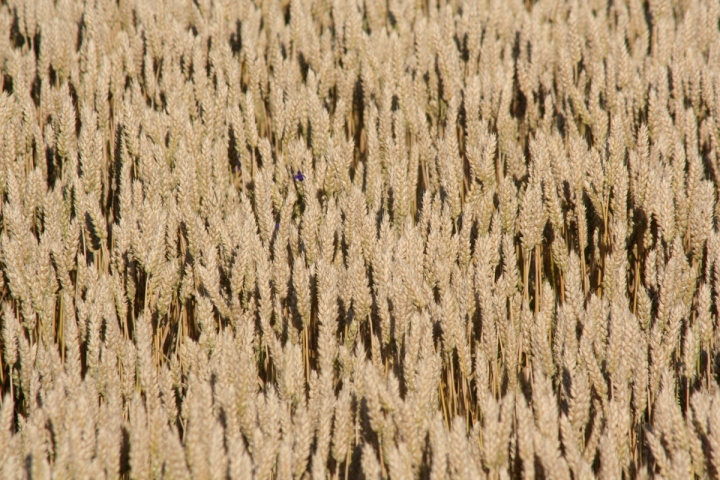 Corri felice in un campo di grano di CobraPel