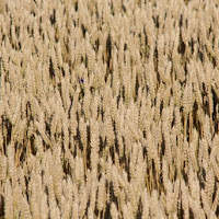 Corri felice in un campo di grano di 