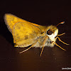 Fiery Skipper