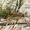 Palm Warbler