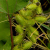 Common Cocklebur, broad bur, burdock datura, clotbur, rough cockleburr