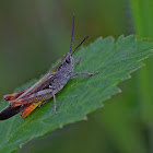 Woodland Grasshopper