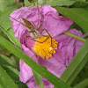 Nursery-Web Spider