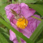 Nursery-Web Spider