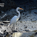 Great Egret