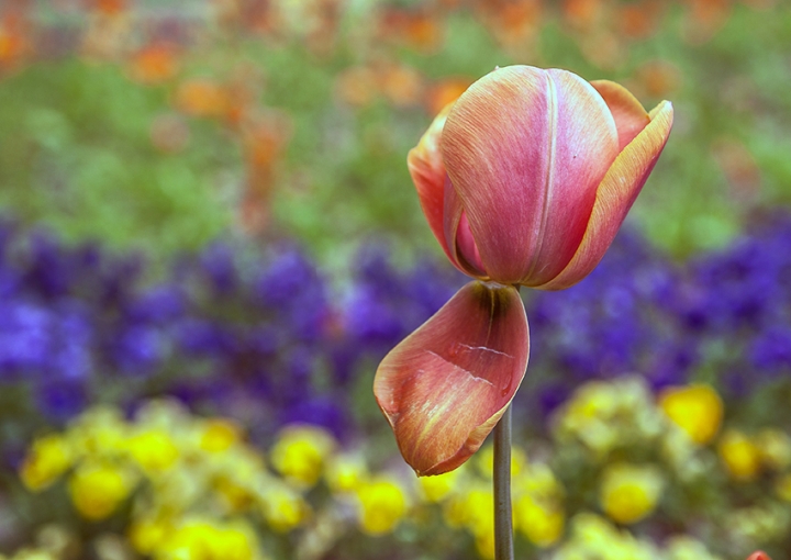 Tulipano di Black