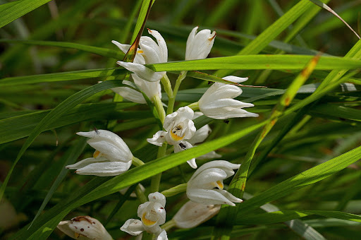 Cephalanthera longifolia