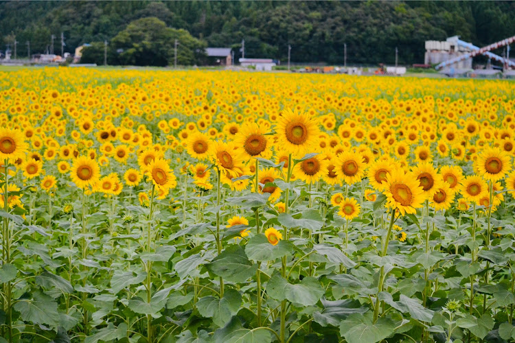 の投稿画像4枚目