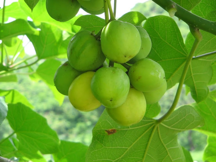 Jatropha curcas is a poisonous plant.