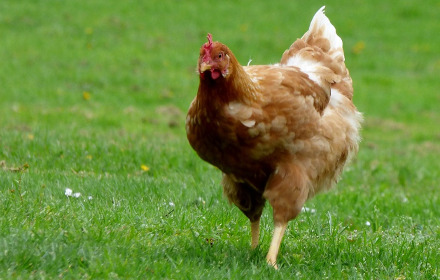 Beautiful chickens Preview image 0