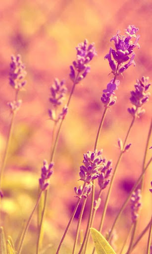 wallpaper lavender