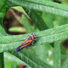 Striped Plant Hopper