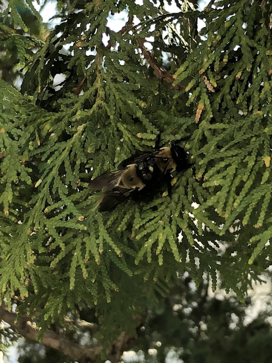 Carpenter Bee