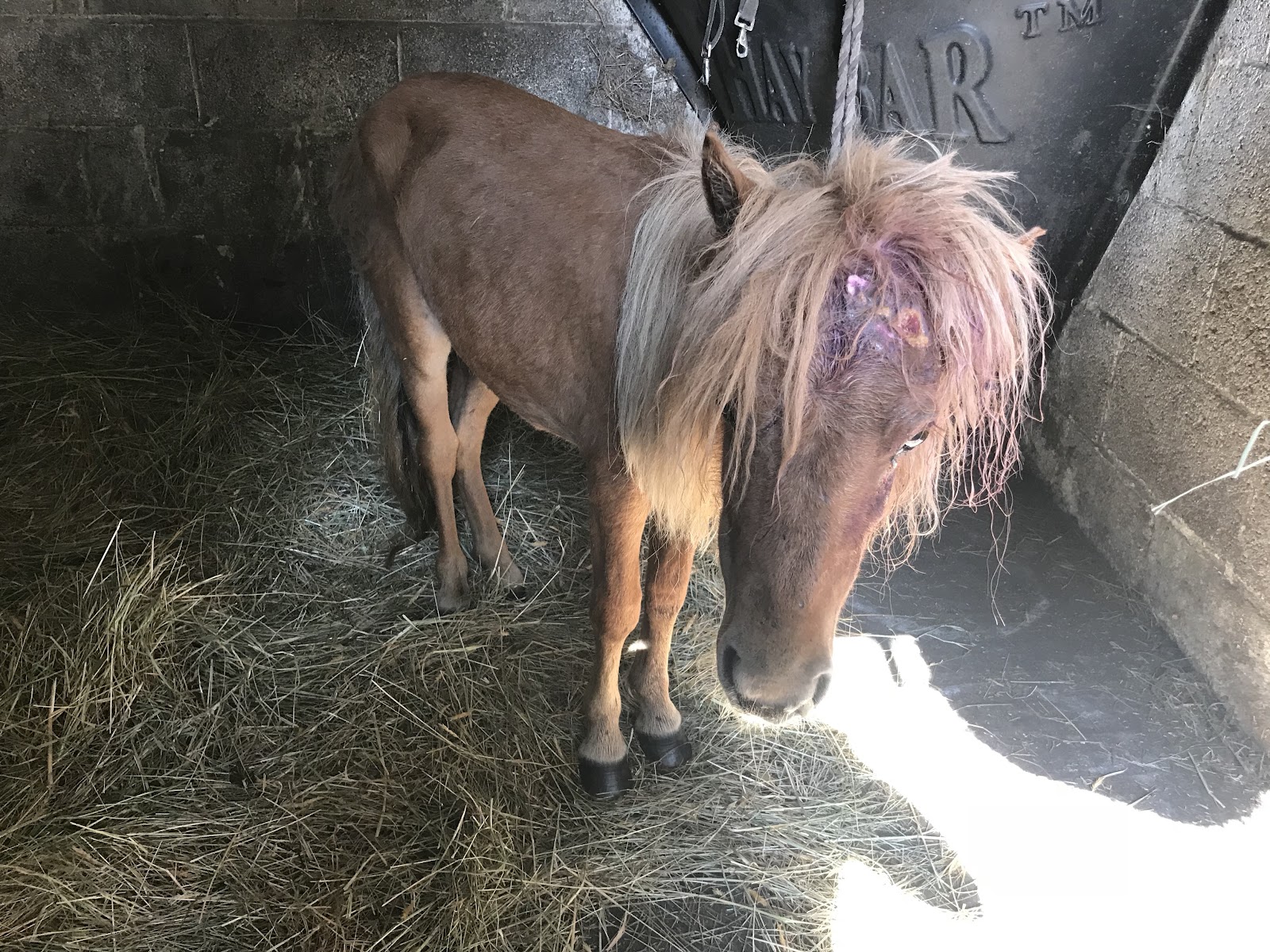 Peanut the abandoned pony is now in the care of the RSPCA