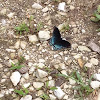 Red spotted Purple butterfly