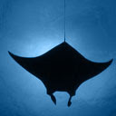 Manta Ray (Aero) Chrome extension download