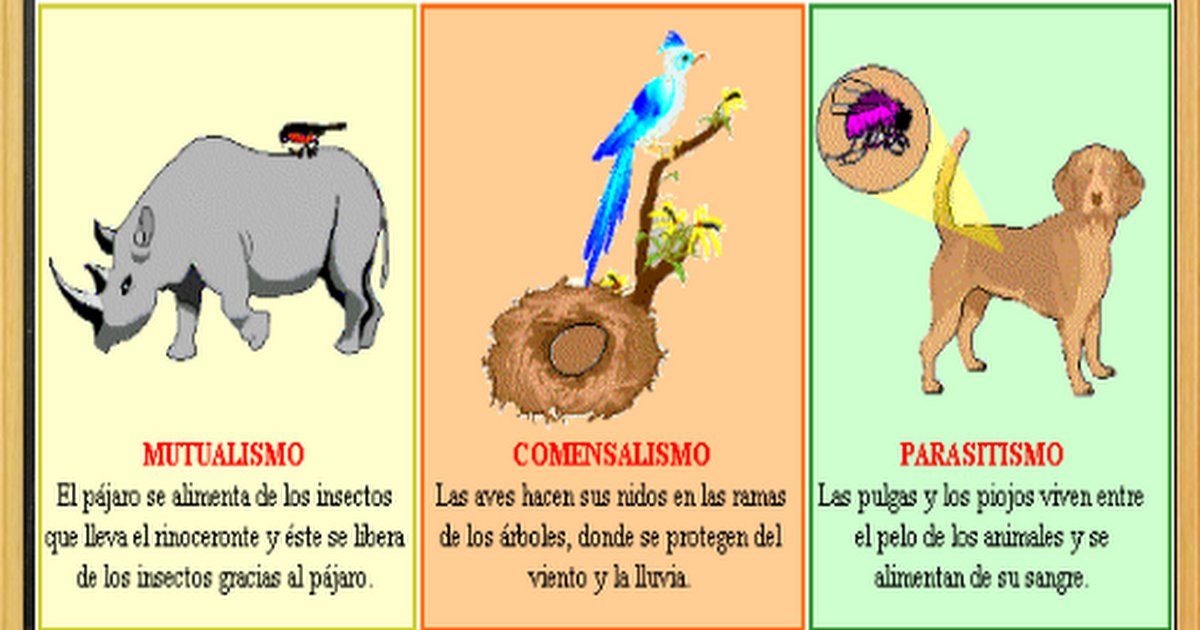 Resultado de imagen de comensalismo mutualismo parasitismo